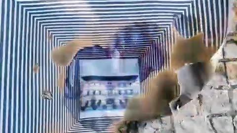 Tim Rifat TikTok Videos
