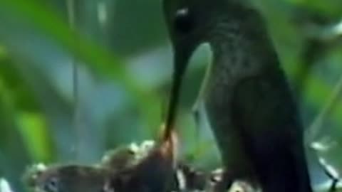 hummingbird