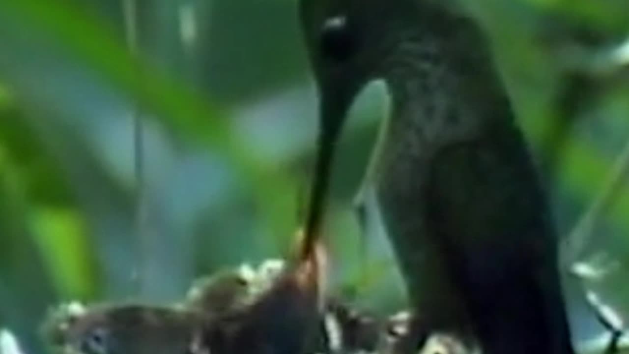 hummingbird