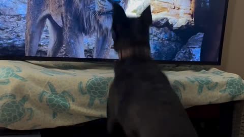 Dog Watches Cartoon Lions on TV – His Reaction Is Priceless! 🦁📺😂