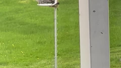Squirrel zapper & bird defense lol