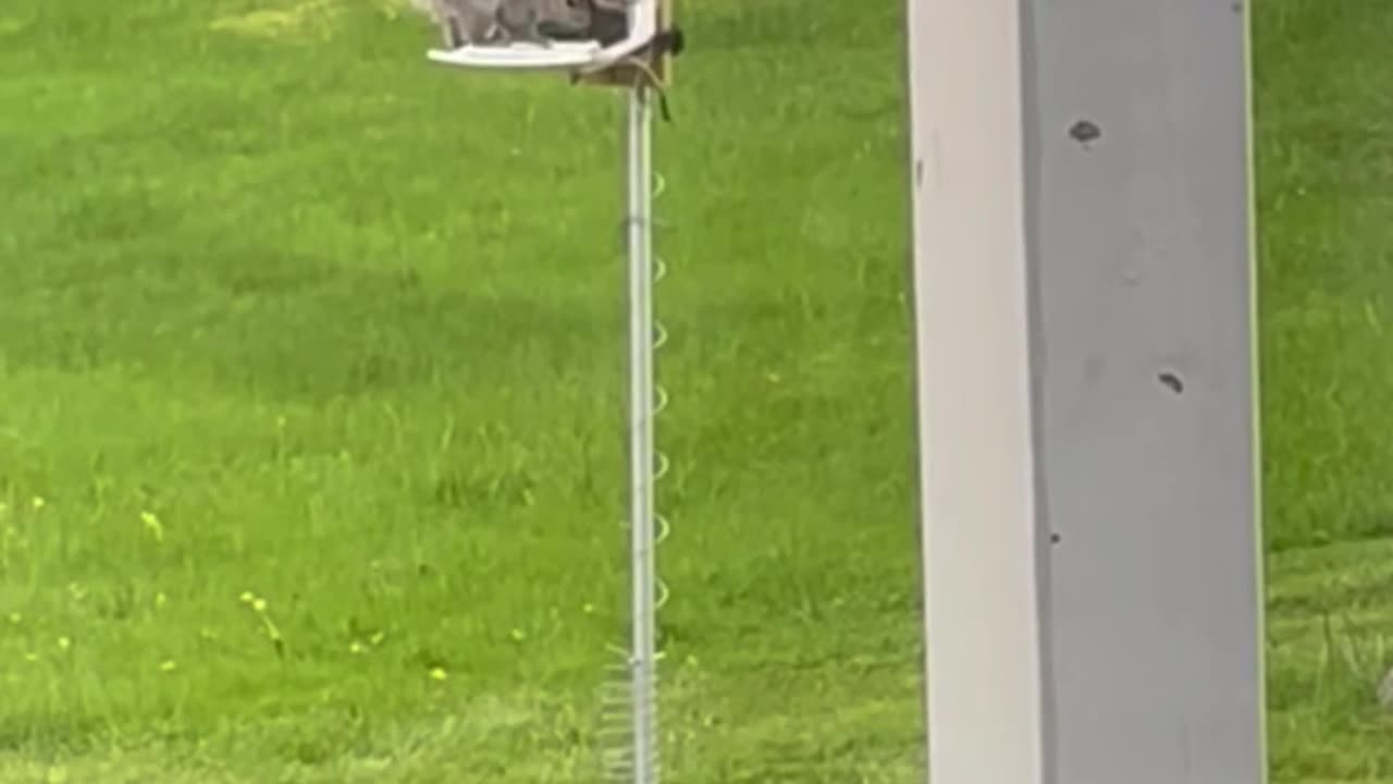 Squirrel zapper & bird defense lol