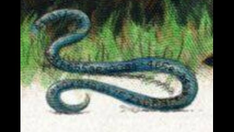 Extreme noodling for anaconda!