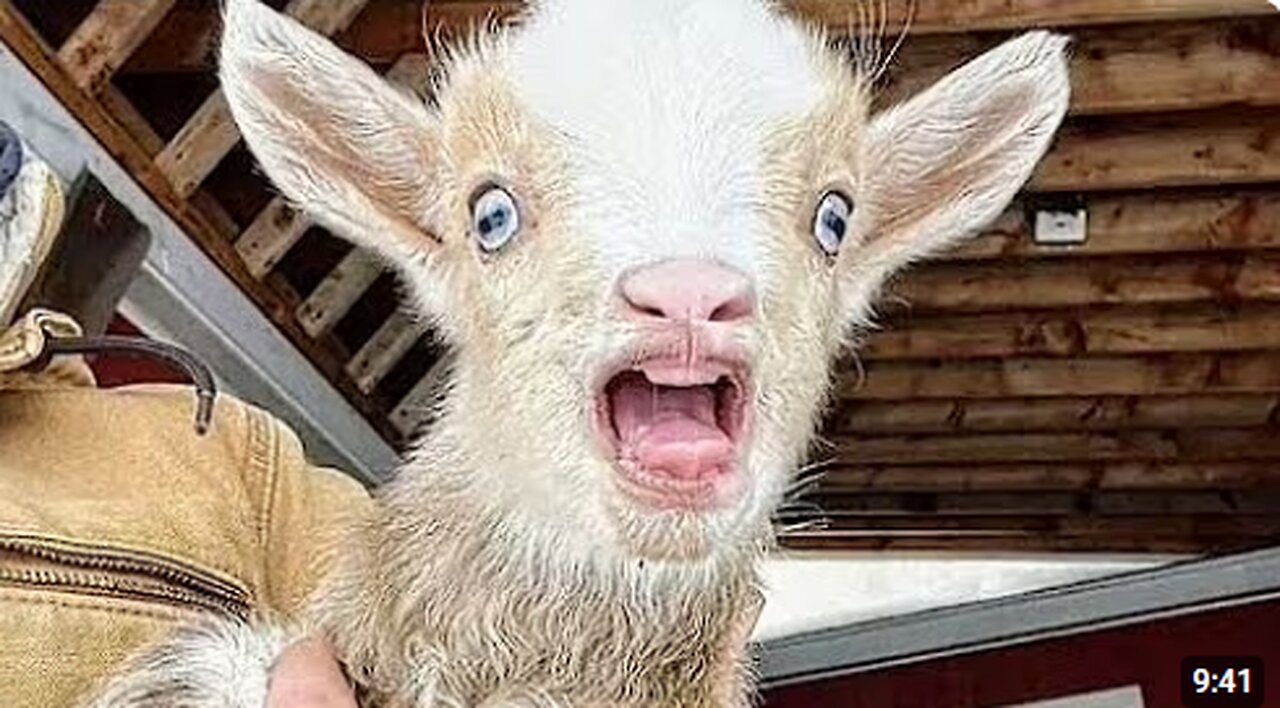 Overdramatic Goats That Will Make You Smile 🤣🐏 FUNNIEST Animal 2025