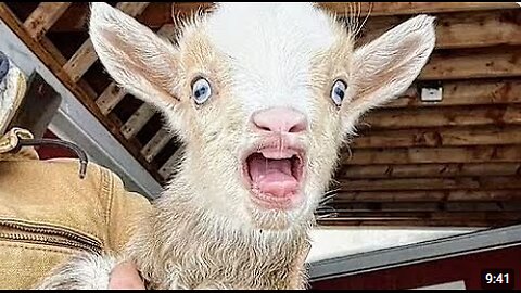 Overdramatic Goats That Will Make You Smile 🤣🐏 FUNNIEST Animal 2025