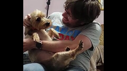 Chewy's adorable reaction to ear drops #yorkie #funnydogs
