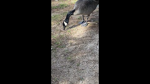 Canada Goose 🪿 #canadagoose #goose #followme #shorts #viral #trending