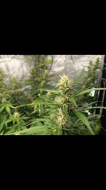 Gorilla Cookies auto week 7 day 4