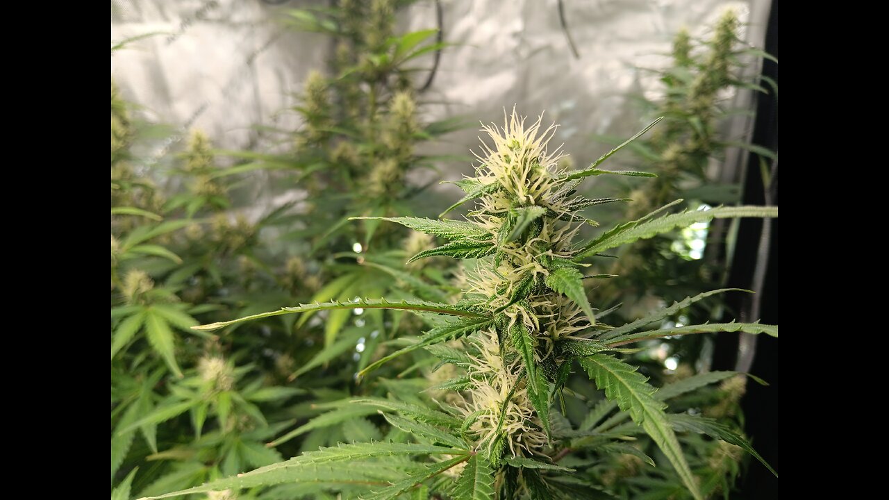 Gorilla Cookies auto week 7 day 4