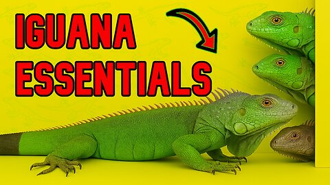 🦎 IGUANA ESSENTIALS - a MUST SEE for new pet owners and IGUANA LOVERS! 💯