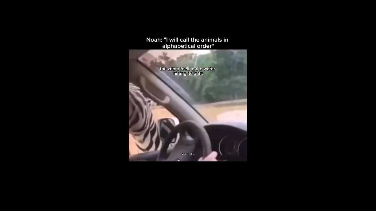 Zebras in trouble😂😂