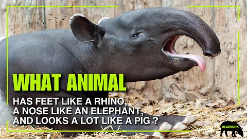 What Animal Has Feet Like a Rhino, a Nose Like an Elephant, and Looks a Lot Like a Pig