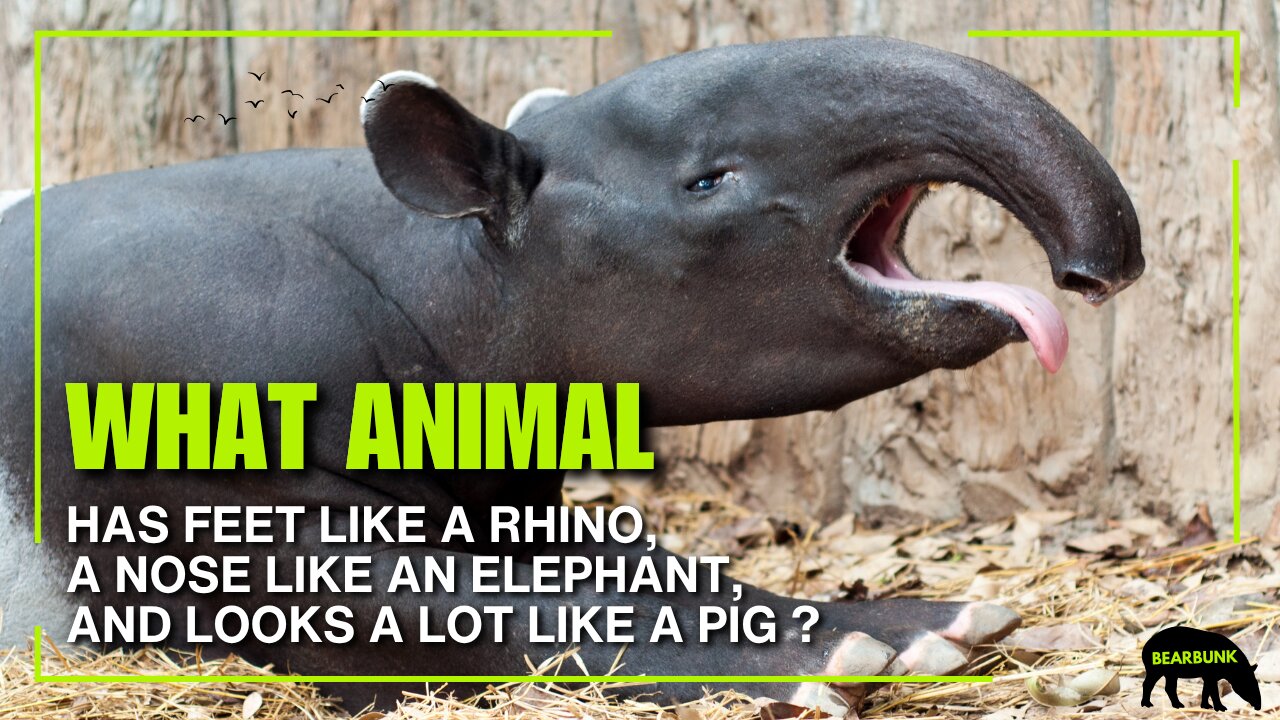 What Animal Has Feet Like a Rhino, a Nose Like an Elephant, and Looks a Lot Like a Pig