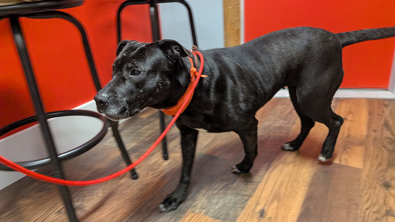 Pet of the Week: Chaya at Lee County Animal Control
