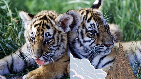 Banks, BNBTiger, Middle East