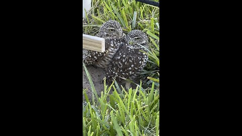 Burrowing Owls Snuggle To Stay Warm! | 4K