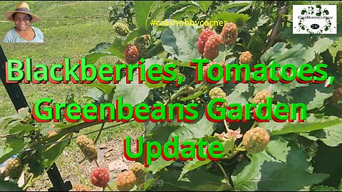 Blackberries, Tomatoes, Greenbeans Garden Update - #catshobbycorner #gardening