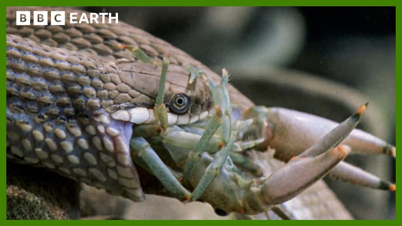 Queen Snake vs Molting Crayfish | BBC Earth