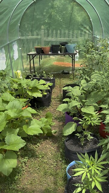 Ep. 435 "Greenhouse Sunny Days" by Patrick Henry The Batman