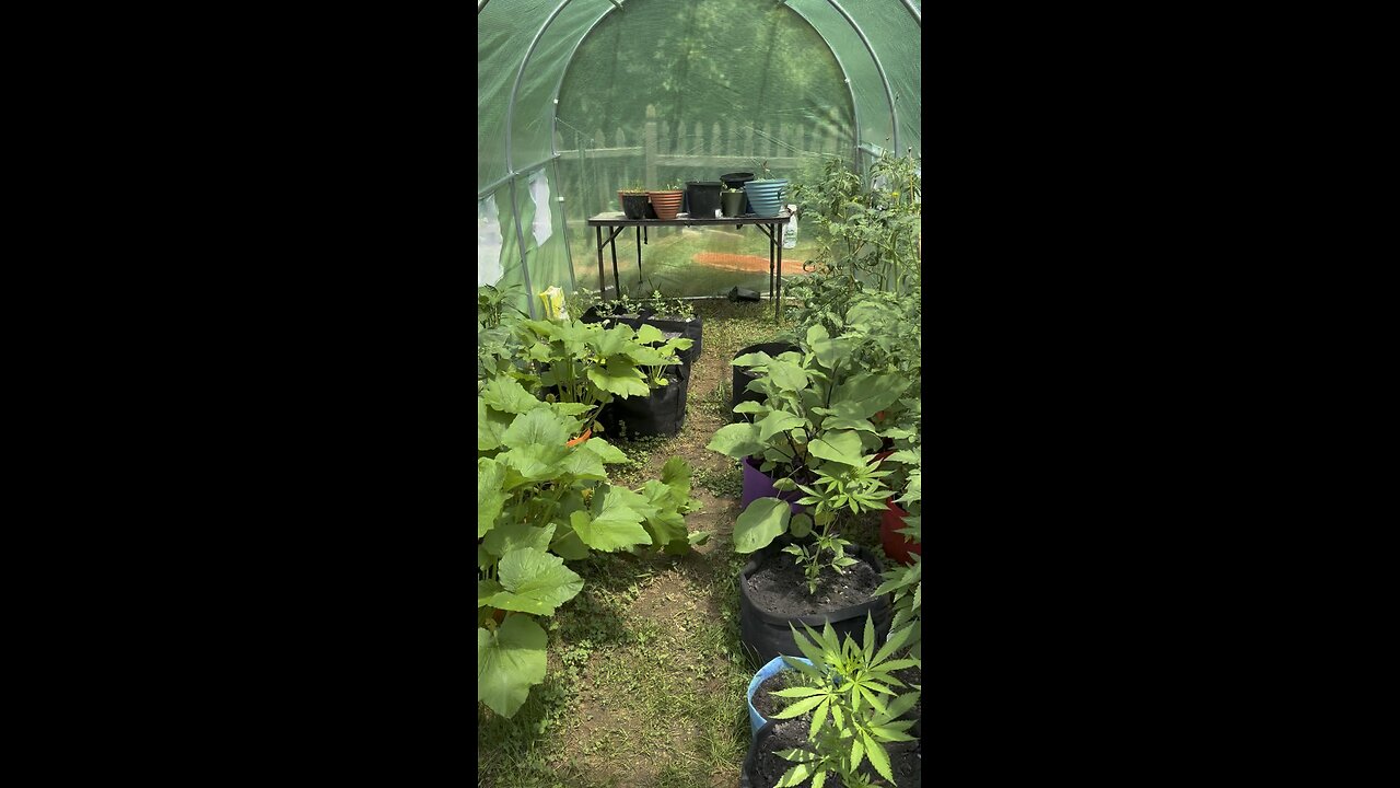 Ep. 435 "Greenhouse Sunny Days" by Patrick Henry The Batman