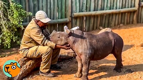 Baby Rhino Runs Up To Her Rescuer For Cuddles | Cuddle Buddies