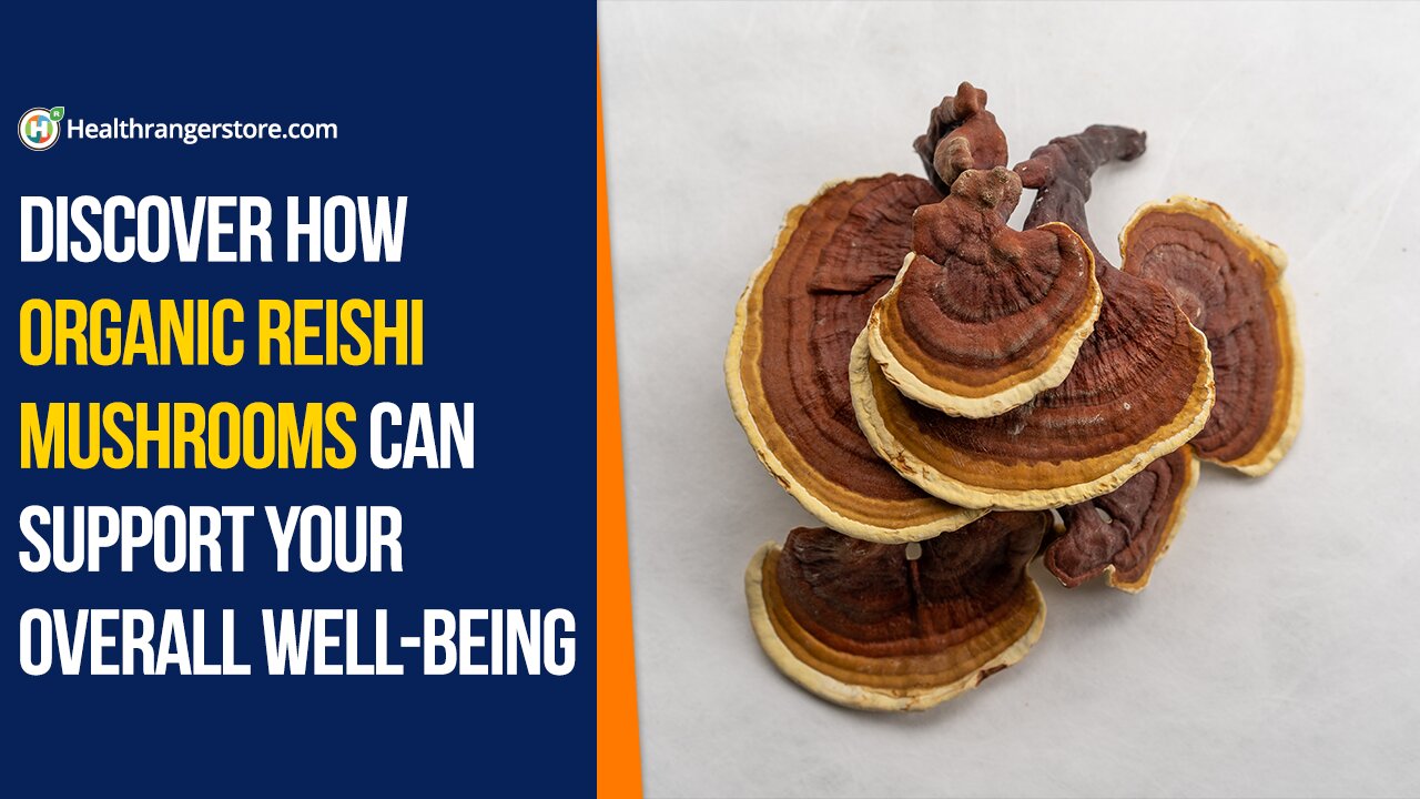 Discover how Organic Reishi Mushrooms can support your overall well-being