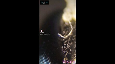 Wasp with NanoTech from Chemtrailz