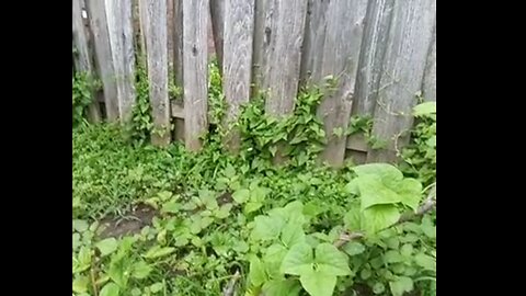 Days 39,40,41,42,43 update. Green beans, Wicked stage play, 2025July4--8. Dedicated to better today.