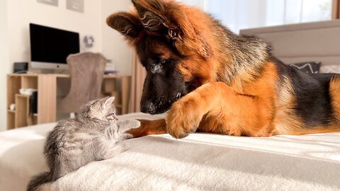 German Shepherd is trying to make friends with a new kitten for the First Time