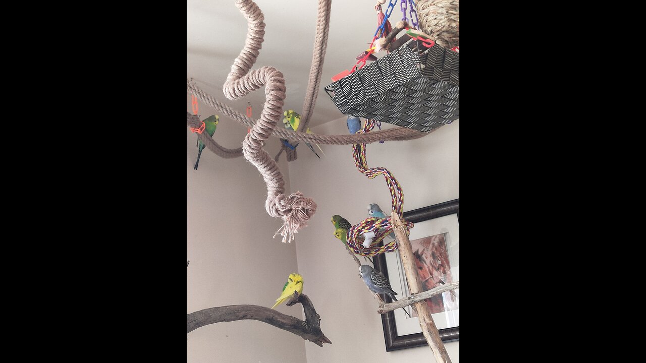 9 Parrots Adored