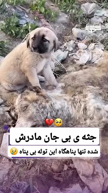 When your only refuge is your mother's lifeless body