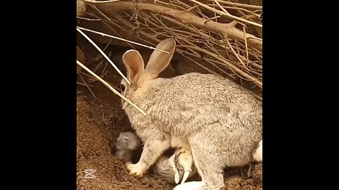 Rabit Feed his Babies & save all of them.