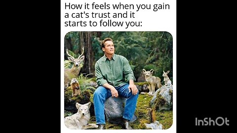 How it feels when you gain a cat's trust and it starts to follow you