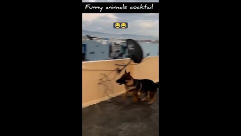 funny animal
