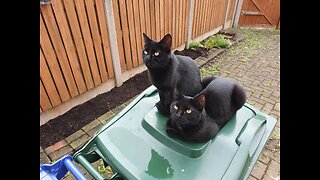 Cute And Adorable Kittens