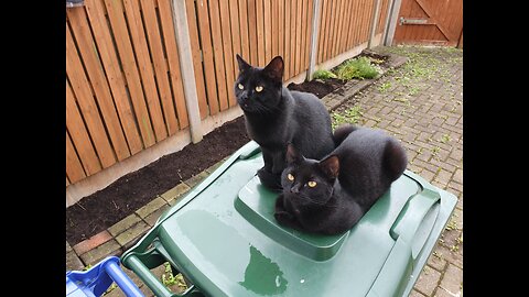 Cute And Adorable Kittens