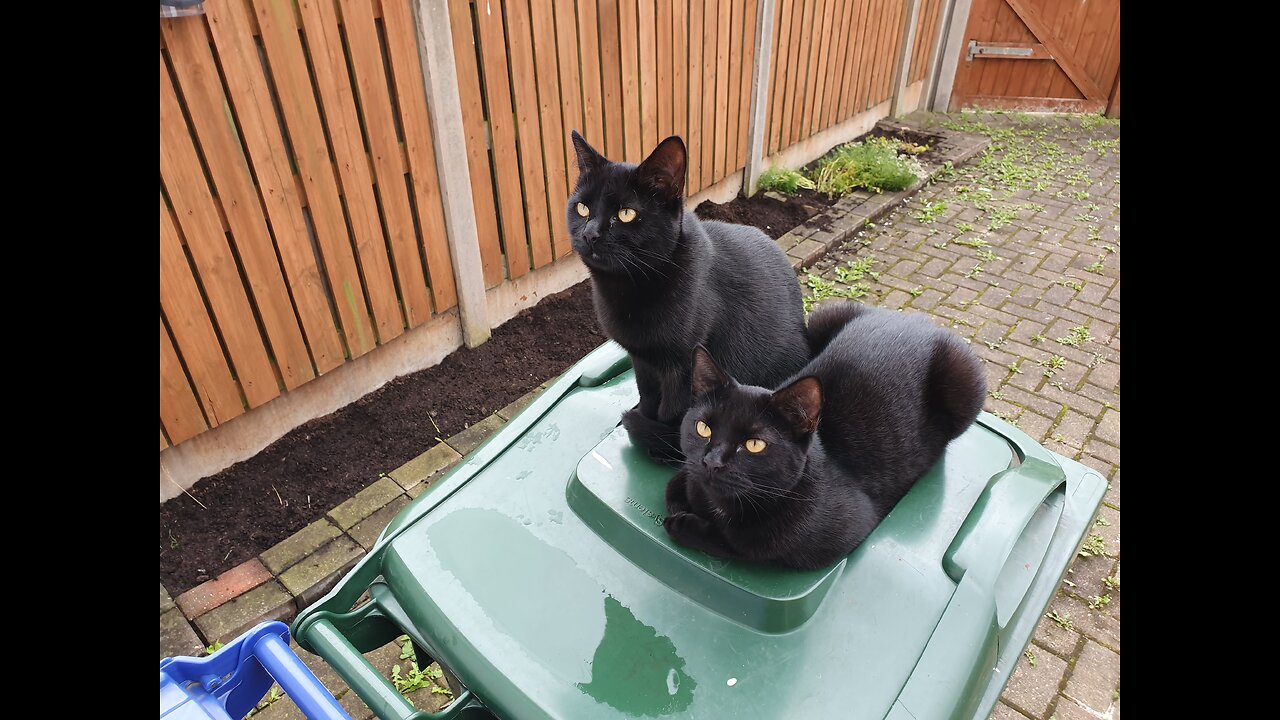 Cute And Adorable Kittens