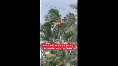 "Nature’s Power Unleashed ⚡ Coconut Tree Burning After Lightning"