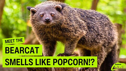 Meet the Binturong The Popcorn Scented Bearcat of Southeast Asia