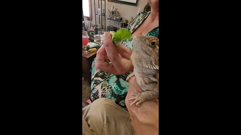 Iggy the iguana