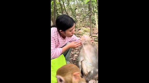 Funny_monkeys#monkey_#animals_