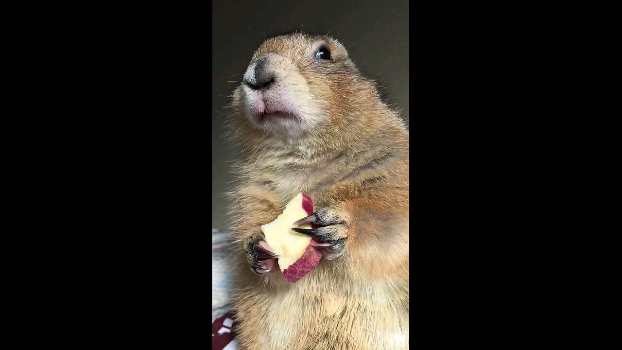 Rabbit feeding on its apple.