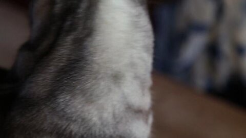 Toxoplasmosis: The Mind-Control Parasite