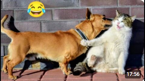 Funniest 😂 pets cat and dogs video clip #try not to laugh