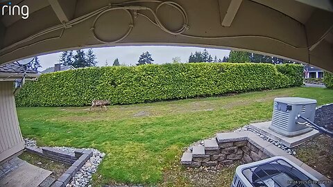 Deer north side of house