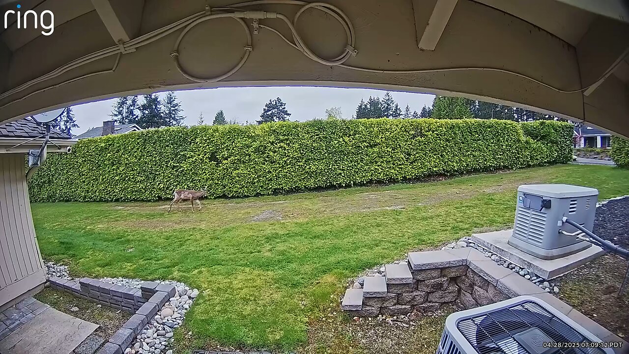 Deer north side of house