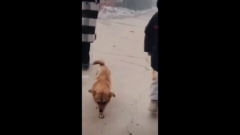 DOG DANCING TO 50 CENT