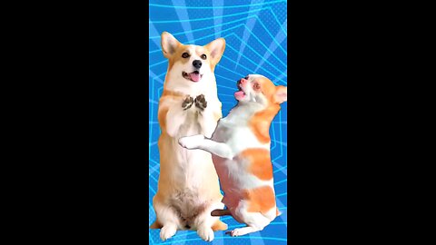 Super cute dog dance