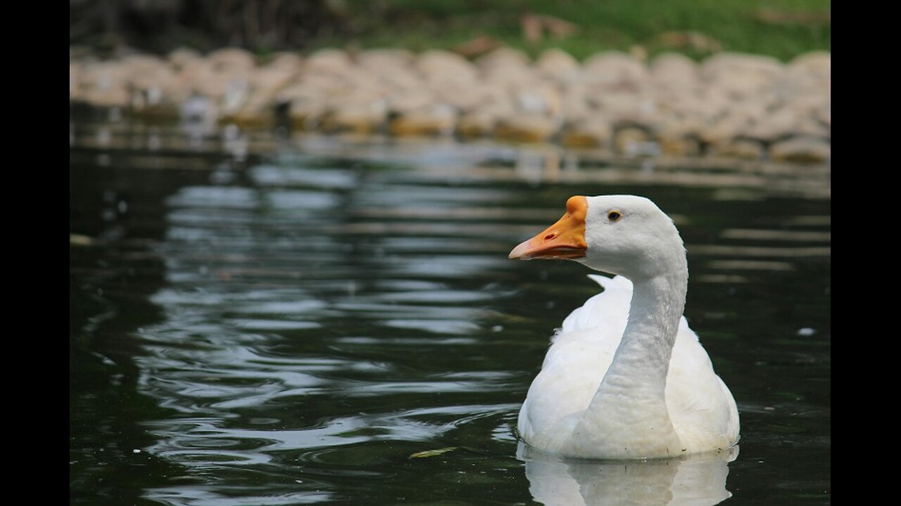 🦢Goose Family Antics: Moments You Won't Want to Miss🦆🦆🦆