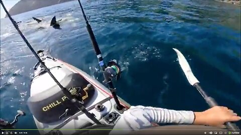 MASSIVE GRATE WHITE HUNTS KAYAK